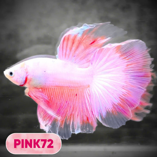 Pink Halfmoon Male Betta Fish | You Pick Fish | Order Directly From Farm