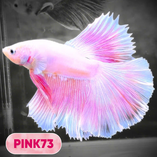 Pink Halfmoon Male Betta Fish | You Pick Fish | Order Directly From Farm