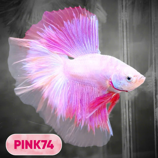 Pink Halfmoon Male Betta Fish | You Pick Fish | Order Directly From Farm