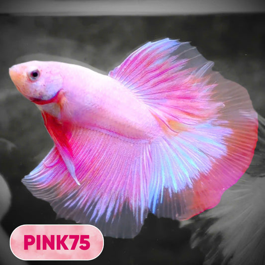 Pink Halfmoon Male Betta Fish | You Pick Fish | Order Directly From Farm