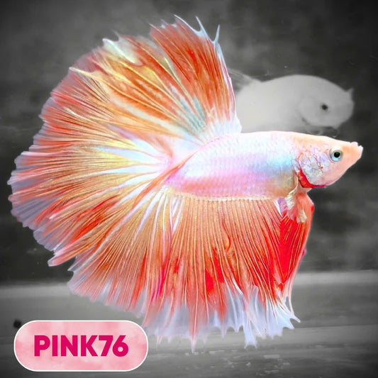 Pink Halfmoon Male Betta Fish | You Pick Fish | Order Directly From Farm