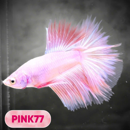 Pink Halfmoon Male Betta Fish | You Pick Fish | Order Directly From Farm