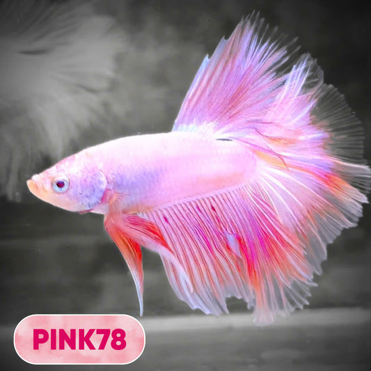 Pink Halfmoon Male Betta Fish | You Pick Fish | Order Directly From Farm