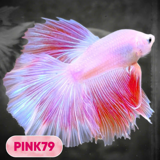 Pink Halfmoon Male Betta Fish | You Pick Fish | Order Directly From Farm