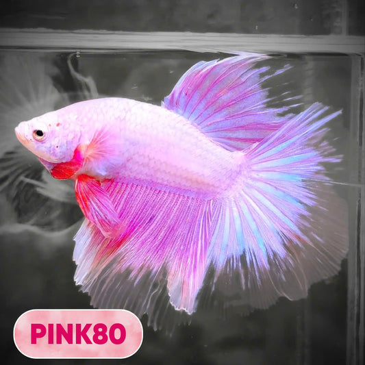 Pink Halfmoon Male Betta Fish | You Pick Fish | Order Directly From Farm
