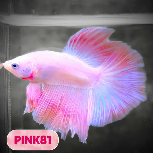 Pink Halfmoon Male Betta Fish | You Pick Fish | Order Directly From Farm