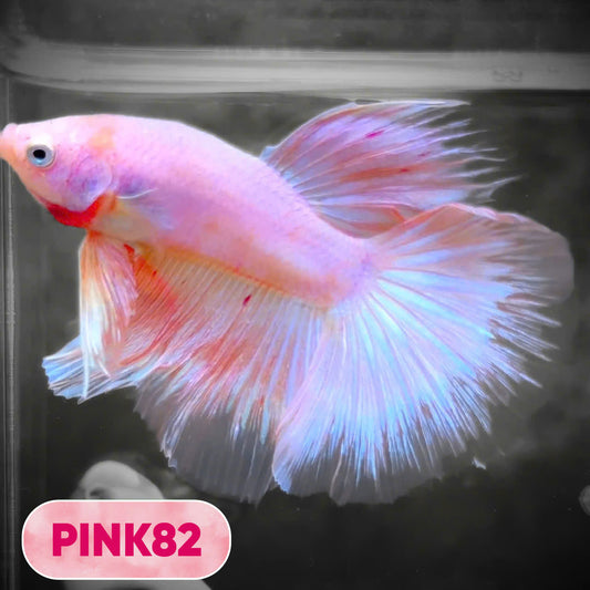 Pink Halfmoon Male Betta Fish | You Pick Fish | Order Directly From Farm
