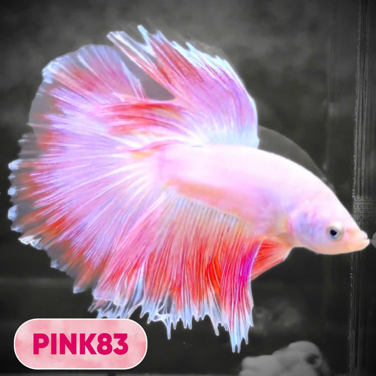 Pink Halfmoon Male Betta Fish | You Pick Fish | Order Directly From Farm