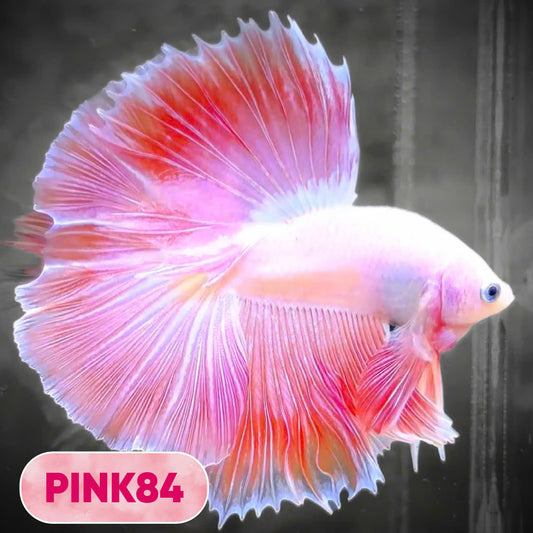 Pink Halfmoon Male Betta Fish | You Pick Fish | Order Directly From Farm