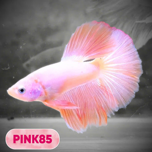 Pink Halfmoon Male Betta Fish | You Pick Fish | Order Directly From Farm