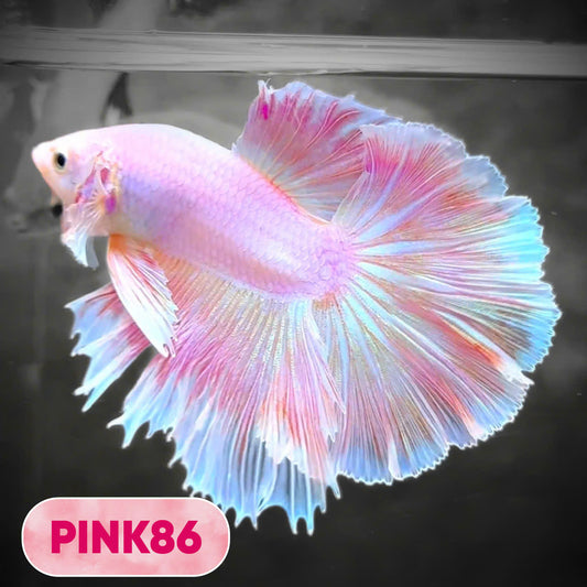 Pink Halfmoon Male Betta Fish | You Pick Fish | Order Directly From Farm