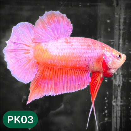 Pink Plakat Male Betta Fish | You Pick Fish | Rare Color