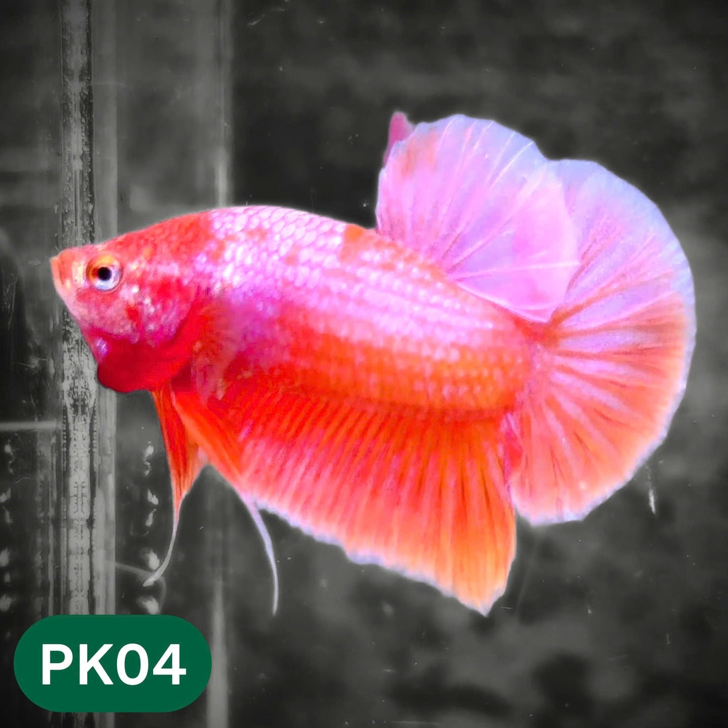 Pink Plakat Male Betta Fish | You Pick Fish | Rare Color