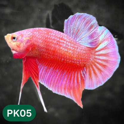 Pink Plakat Male Betta Fish | You Pick Fish | Rare Color