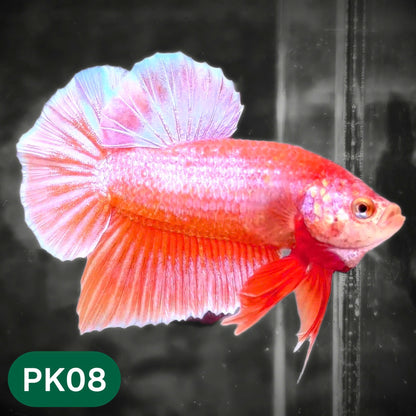 Pink Plakat Male Betta Fish | You Pick Fish | Rare Color