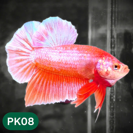 Pink Plakat Male Betta Fish | You Pick Fish | Rare Color