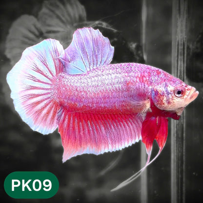 Pink Plakat Male Betta Fish | You Pick Fish | Rare Color