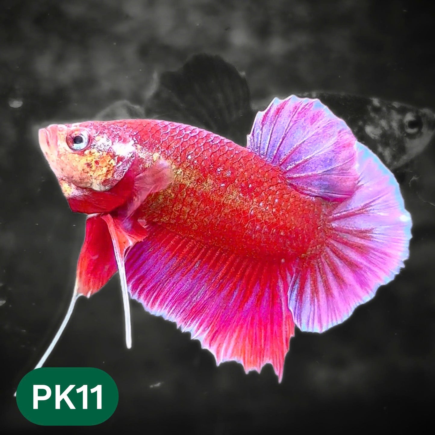 Pink Plakat Male Betta Fish | You Pick Fish | Rare Color