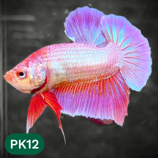 Pink Plakat Male Betta Fish | You Pick Fish | Rare Color