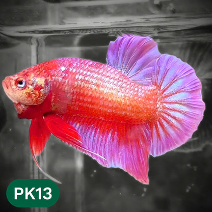 Pink Plakat Male Betta Fish | You Pick Fish | Rare Color