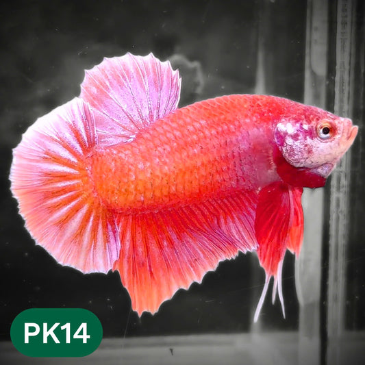 Pink Plakat Male Betta Fish | You Pick Fish | Rare Color