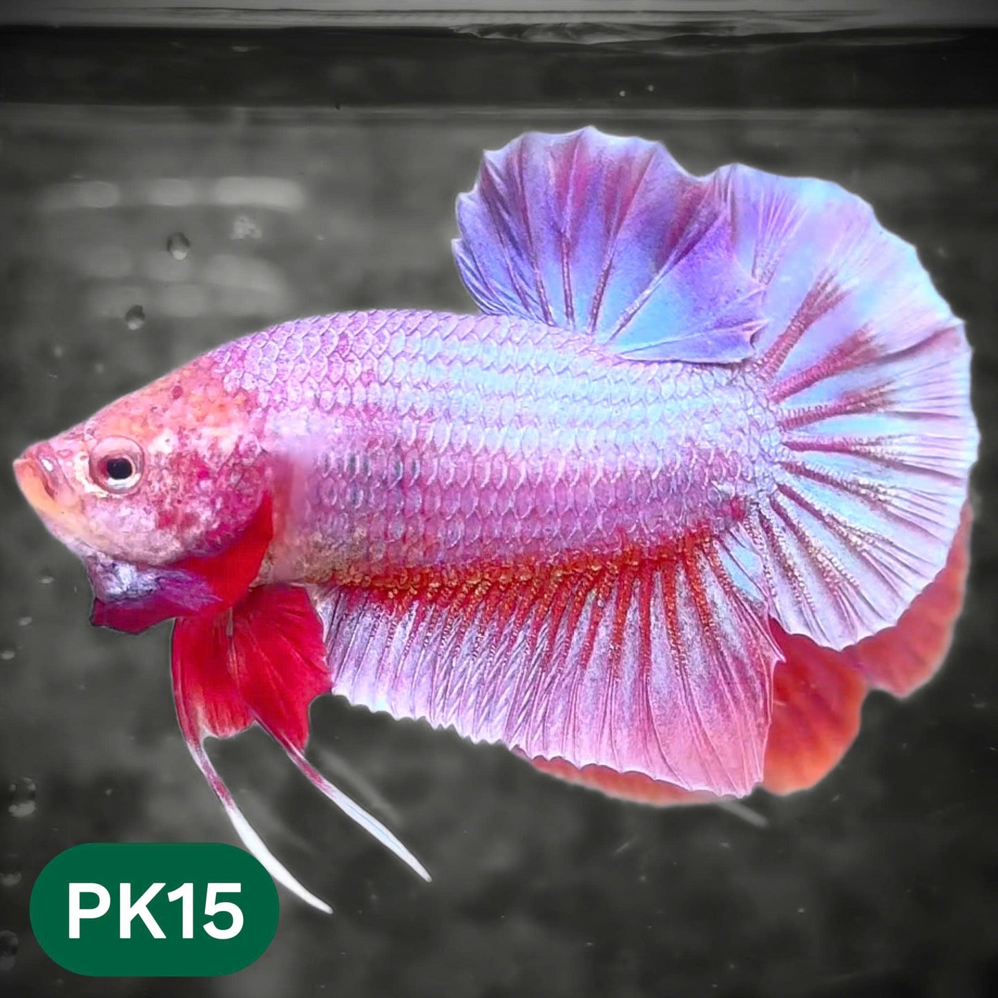 Pink Plakat Male Betta Fish | You Pick Fish | Rare Color