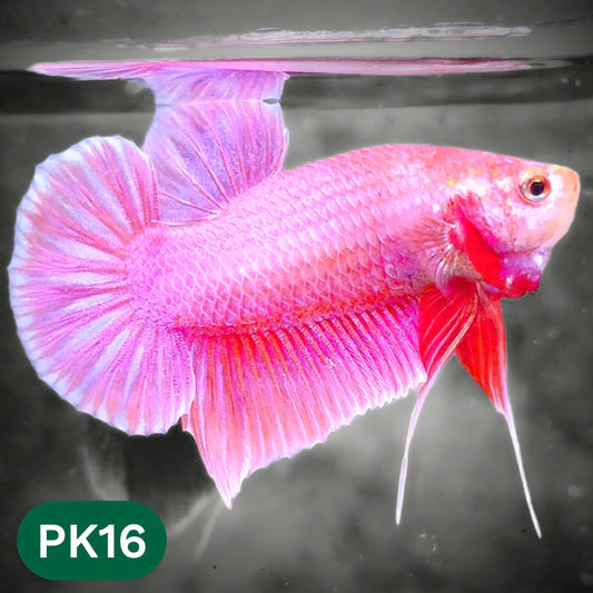 Pink Plakat Male Betta Fish | You Pick Fish | Rare Color