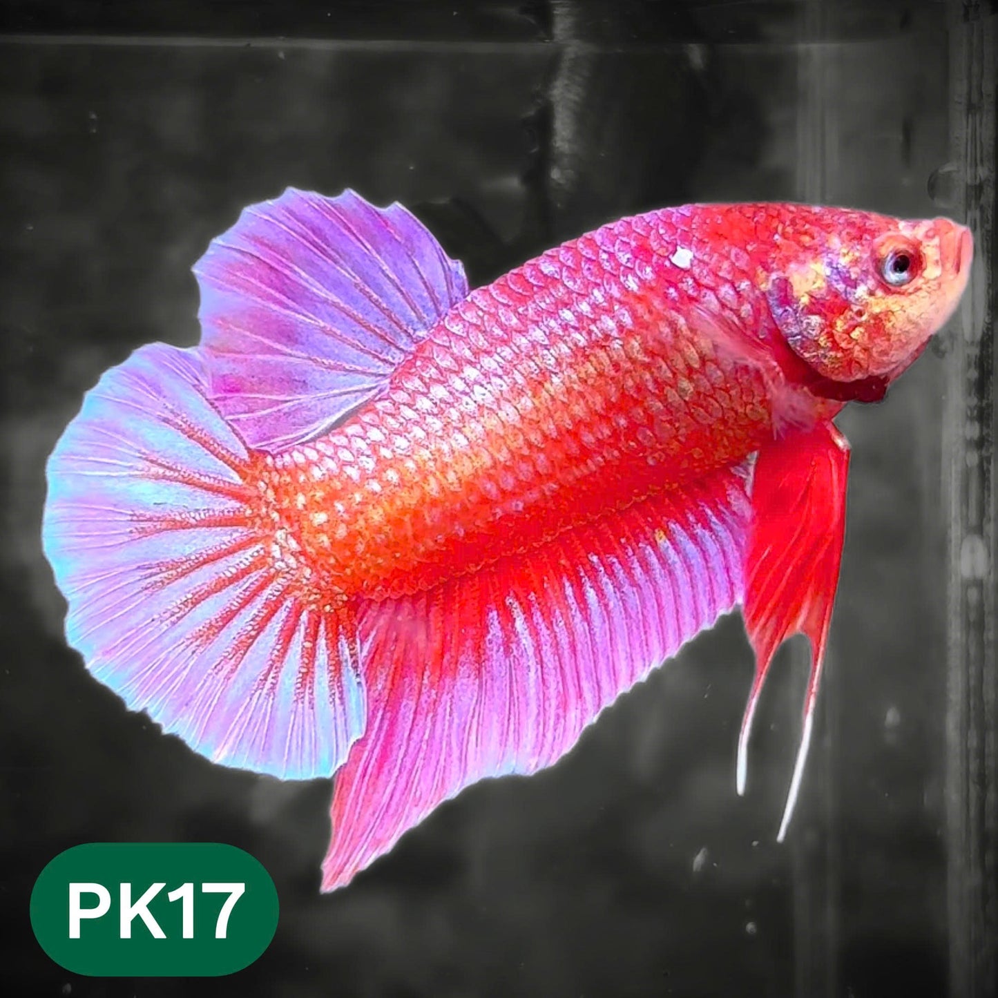 Pink Plakat Male Betta Fish | You Pick Fish | Rare Color