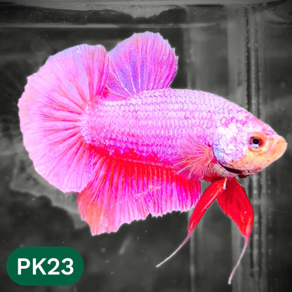 Pink Plakat Male Betta Fish | You Pick Fish | Rare Color