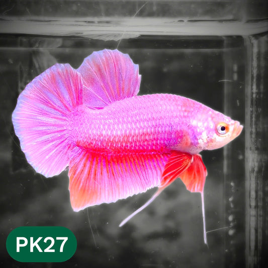 Pink Plakat Male Betta Fish | You Pick Fish | Rare Color