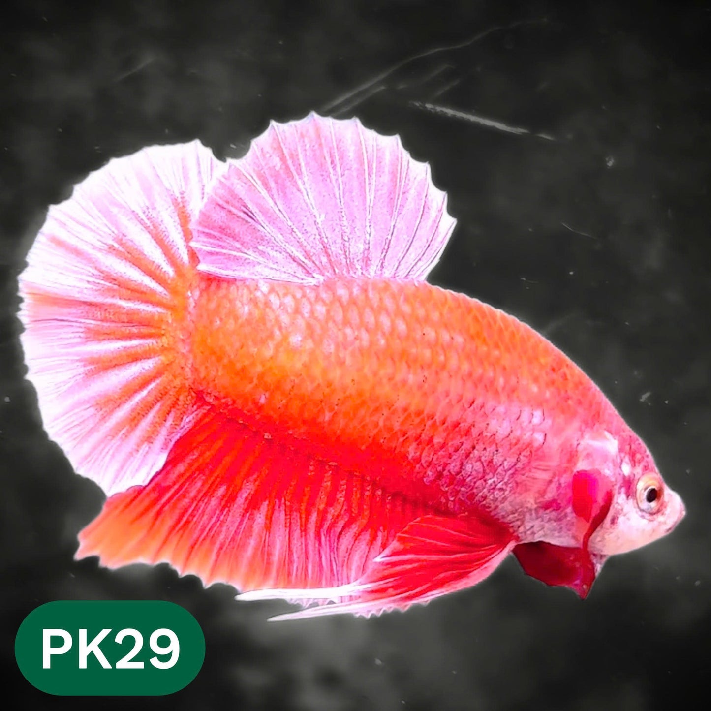 Pink Plakat Male Betta Fish | You Pick Fish | Rare Color