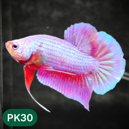 Pink Plakat Male Betta Fish | You Pick Fish | Rare Color
