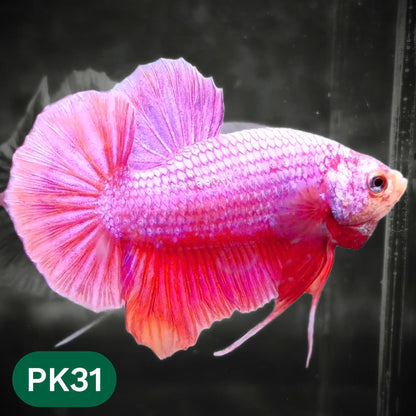 Pink Plakat Male Betta Fish | You Pick Fish | Rare Color