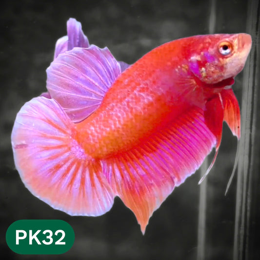 Pink Plakat Male Betta Fish | You Pick Fish | Rare Color