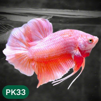 Pink Plakat Male Betta Fish | You Pick Fish | Rare Color