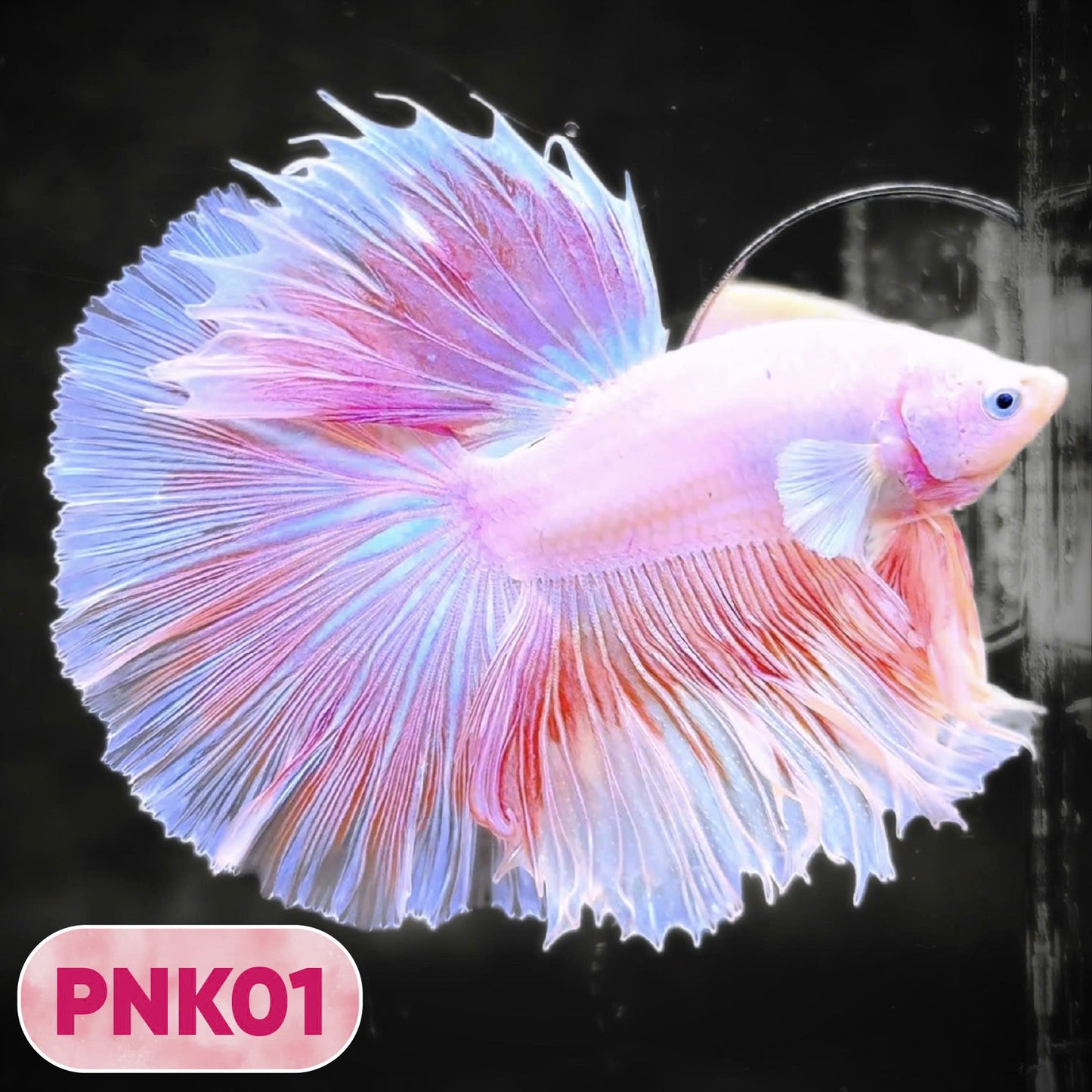 Pink Halfmoon Male Betta Fish | You Pick Fish | Order Directly From Farm