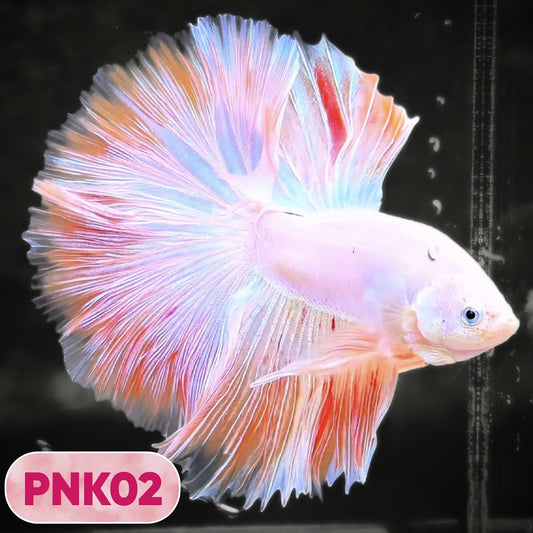 Pink Halfmoon Male Betta Fish | You Pick Fish | Order Directly From Farm