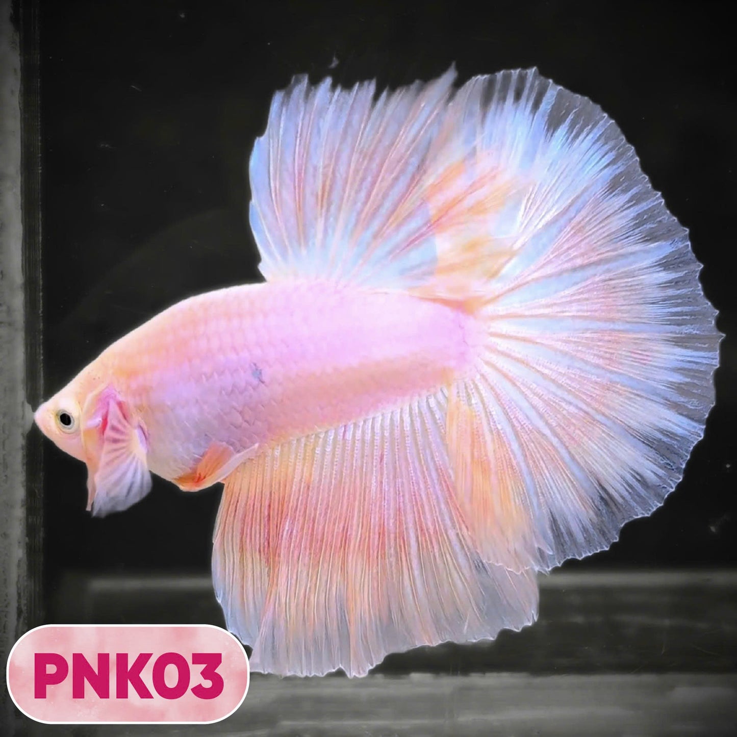 Pink Halfmoon Male Betta Fish | You Pick Fish | Order Directly From Farm
