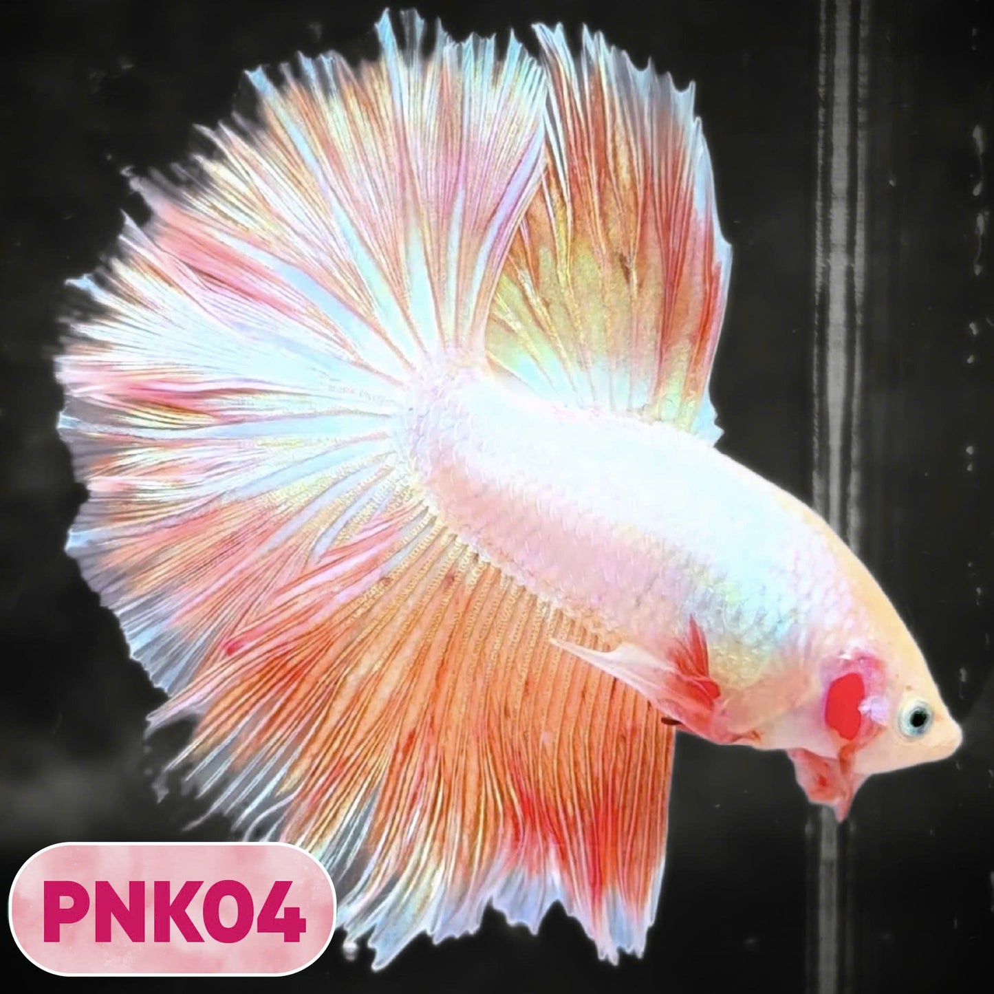 Pink Halfmoon Male Betta Fish | You Pick Fish | Order Directly From Farm