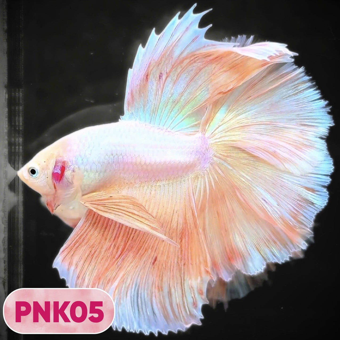 Pink Halfmoon Male Betta Fish | You Pick Fish | Order Directly From Farm