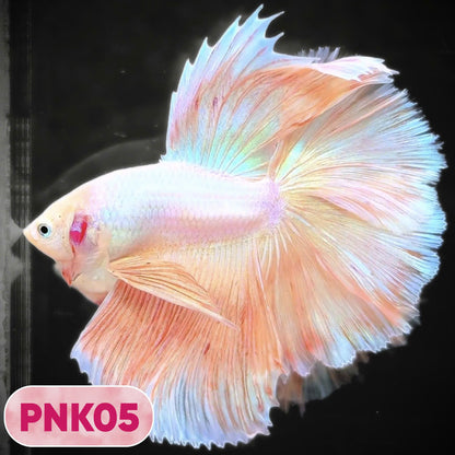 Pink Halfmoon Male Betta Fish | You Pick Fish | Order Directly From Farm