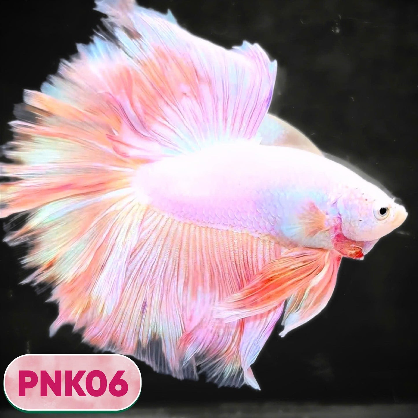 Pink Halfmoon Male Betta Fish | You Pick Fish | Order Directly From Farm