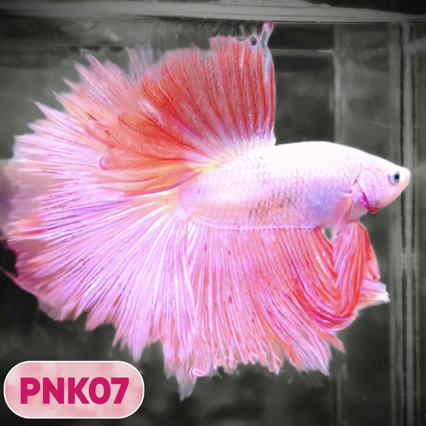 Pink Halfmoon Male Betta Fish | You Pick Fish | Order Directly From Farm