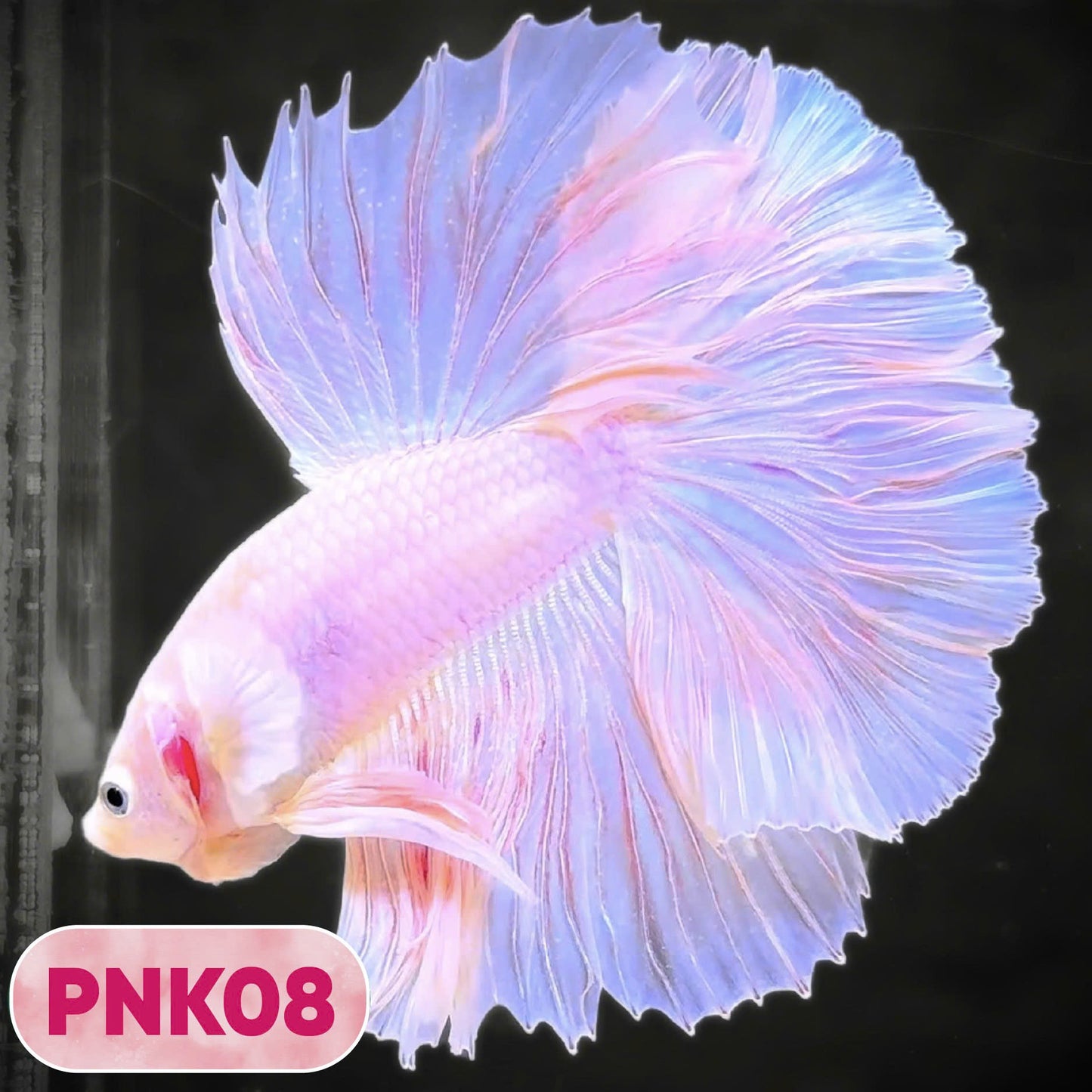 Pink Halfmoon Male Betta Fish | You Pick Fish | Order Directly From Farm