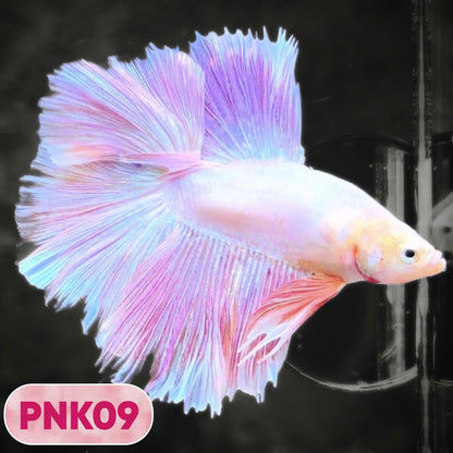 Pink Halfmoon Male Betta Fish | You Pick Fish | Order Directly From Farm