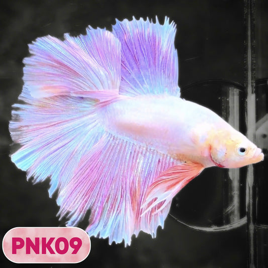 Pink Halfmoon Male Betta Fish | You Pick Fish | Order Directly From Farm