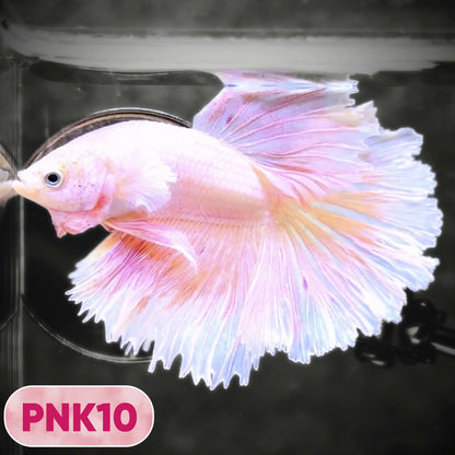 Pink Halfmoon Male Betta Fish | You Pick Fish | Order Directly From Farm