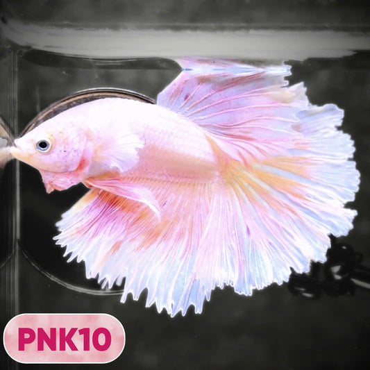 Pink Halfmoon Male Betta Fish | You Pick Fish | Order Directly From Farm