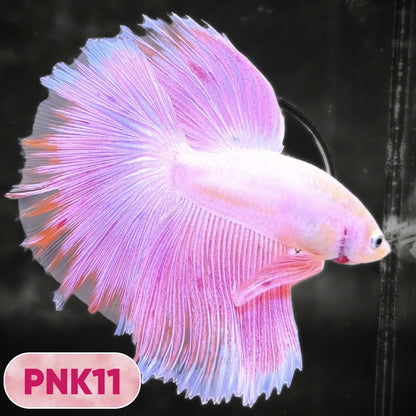 Pink Halfmoon Male Betta Fish | You Pick Fish | Order Directly From Farm