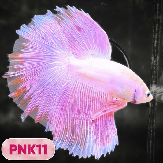Pink Halfmoon Male Betta Fish | You Pick Fish | Order Directly From Farm